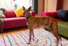 Stockwood House Dog in lounge photo